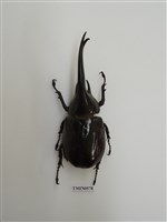 藏品(長戟大兜蟲)的圖片